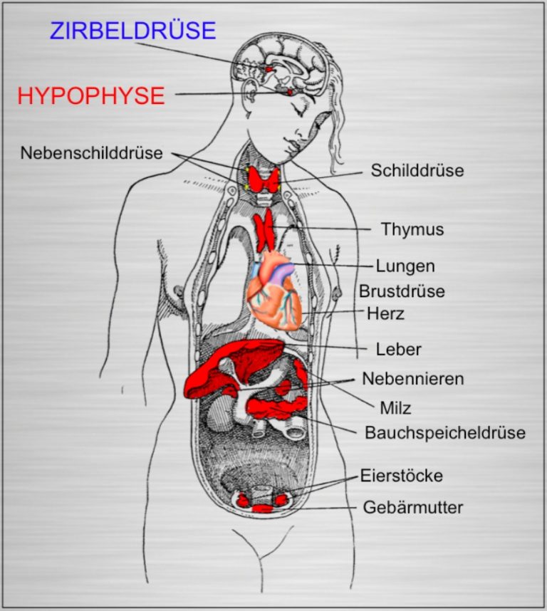 Lichtabhängige Und Lichtunabhängige Reaktion Lichtabhängige Organe und Drüsen – LICHTBIOLOGIE